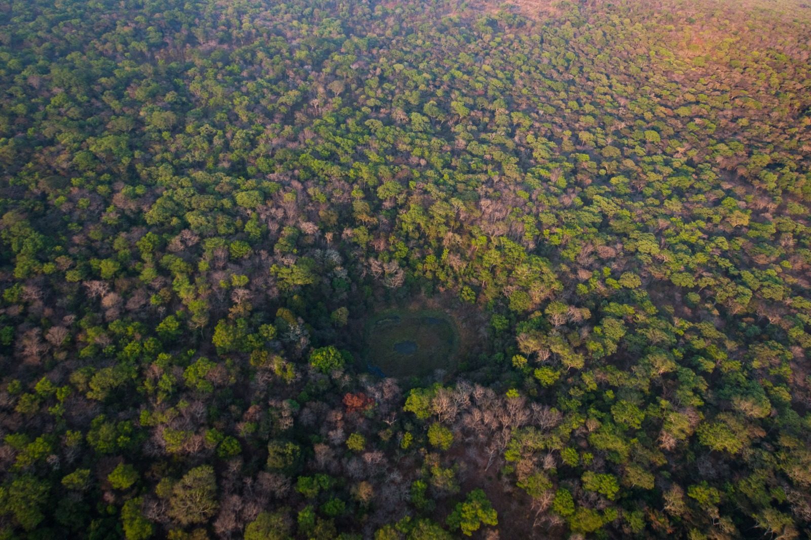 Dense miombo forest canopy over Chibwika, aerial view