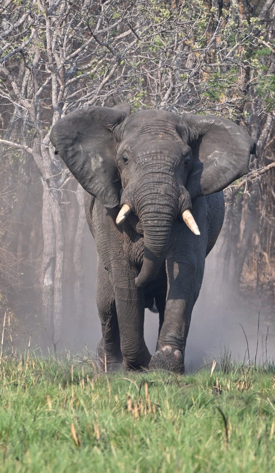 African elephant in the miombo woodland of North-Western Province