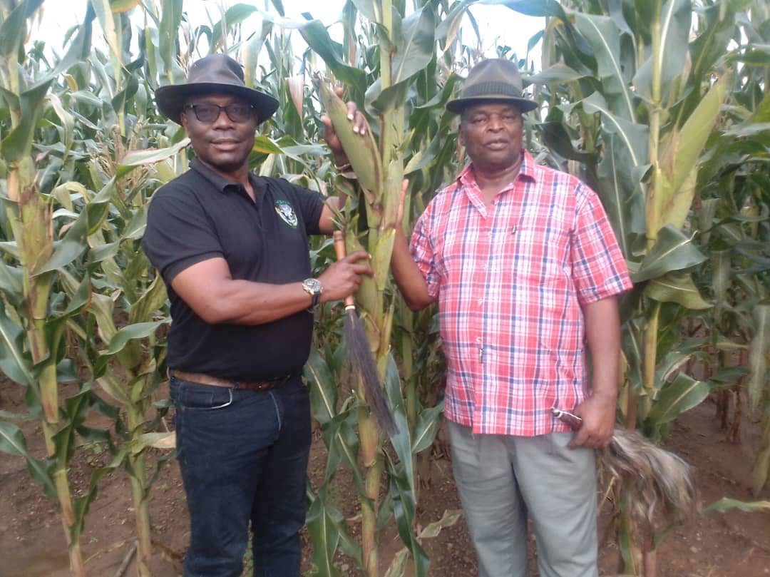 Chibwika delegation inspecting maize